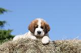 SAINT BERNARD 009